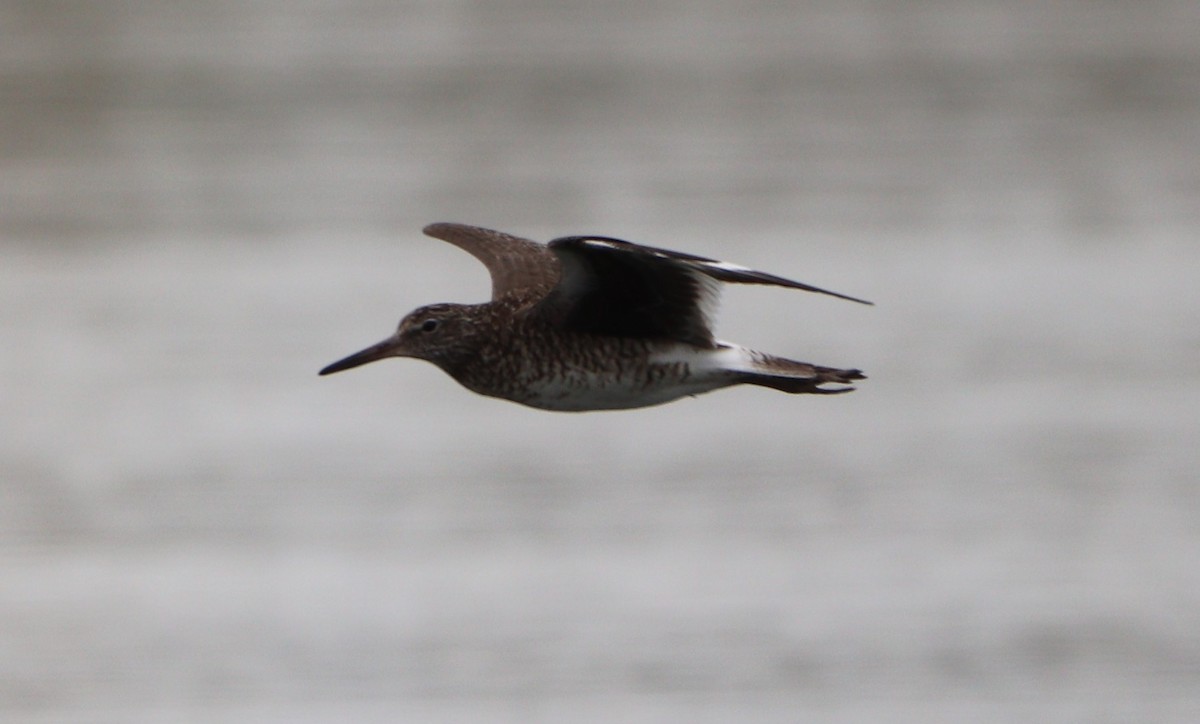 Willet - MA 2