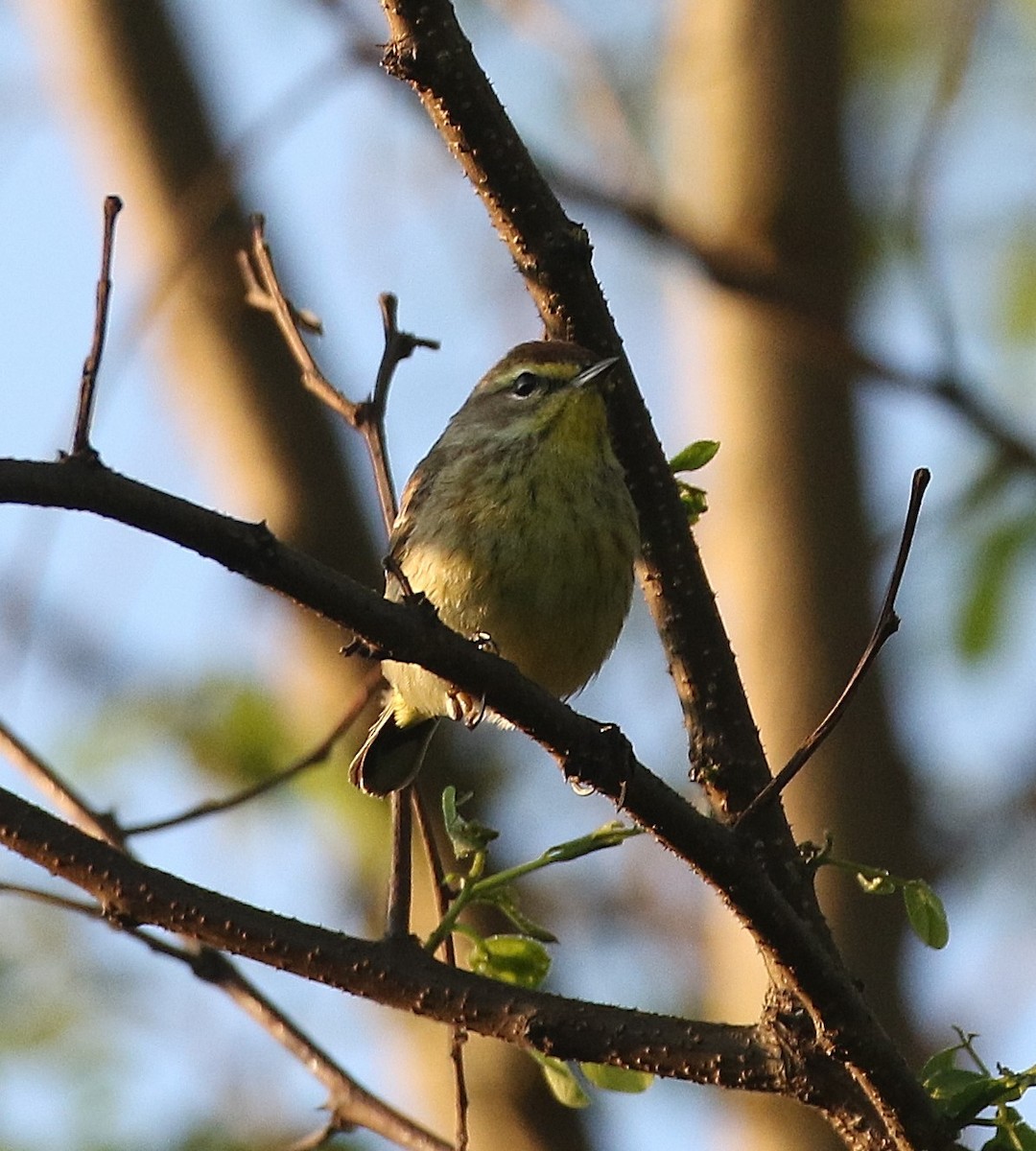 Palm Warbler - Chad  Taylor
