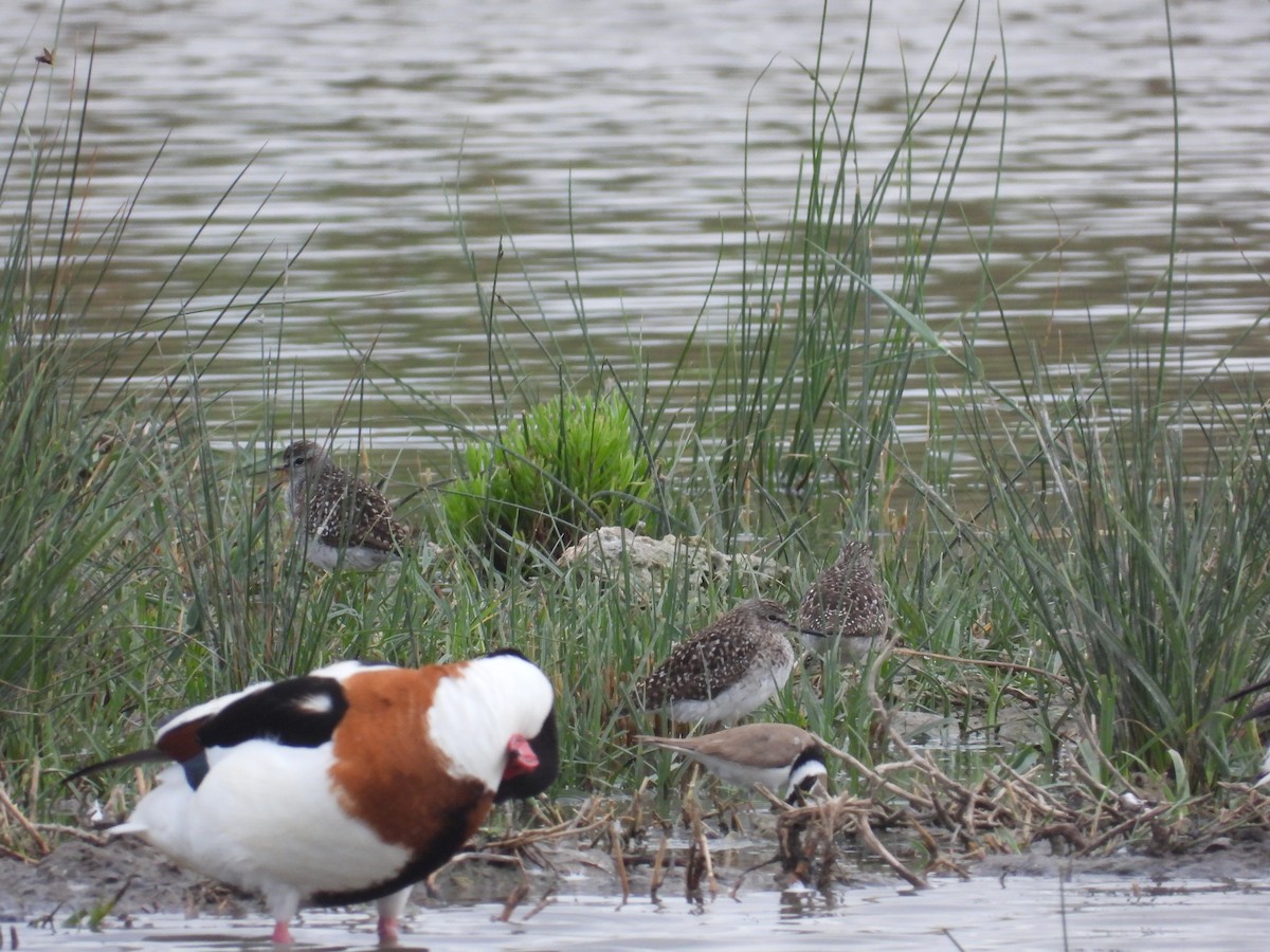 Wood Sandpiper - ML619247425