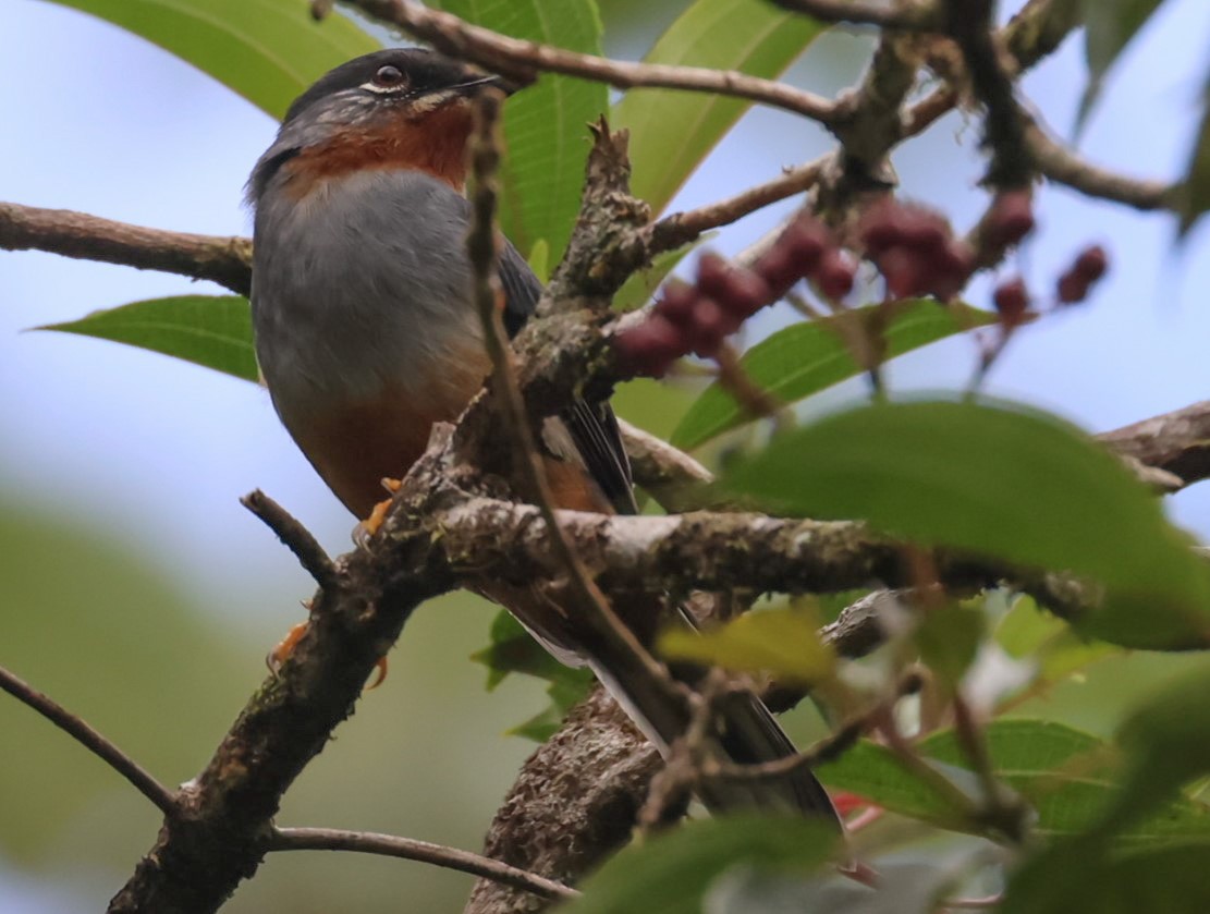 Rufous-throated Solitaire - Pam Rasmussen