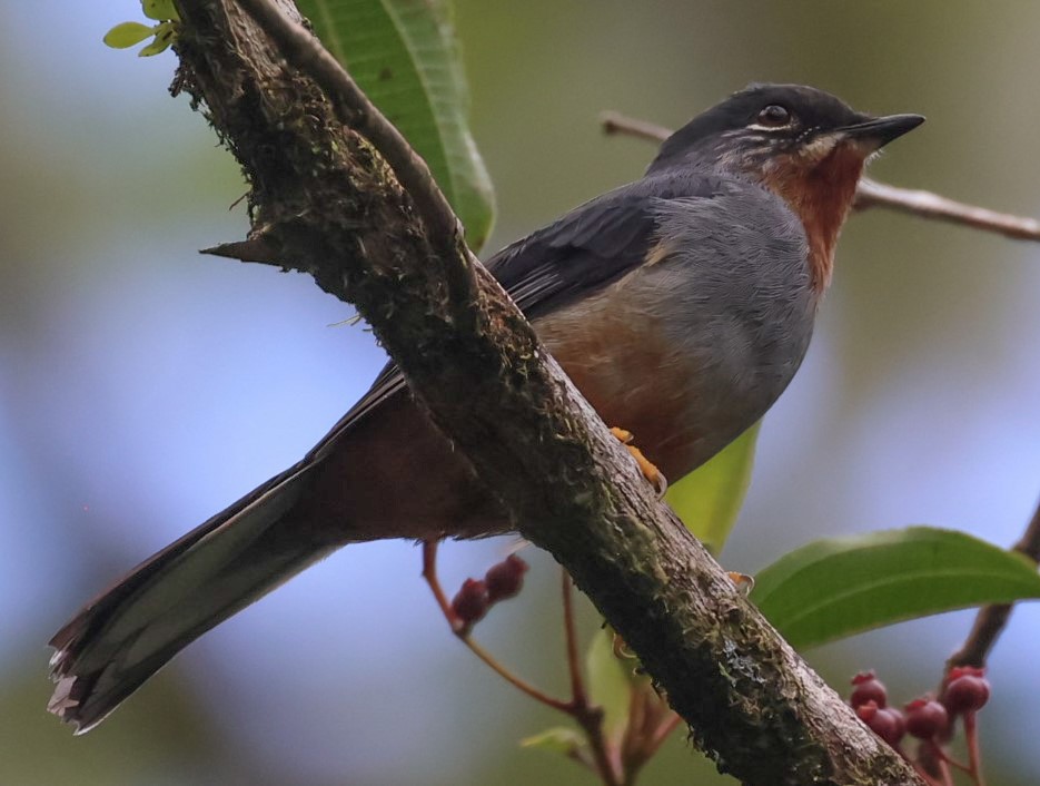 Rufous-throated Solitaire - Pam Rasmussen