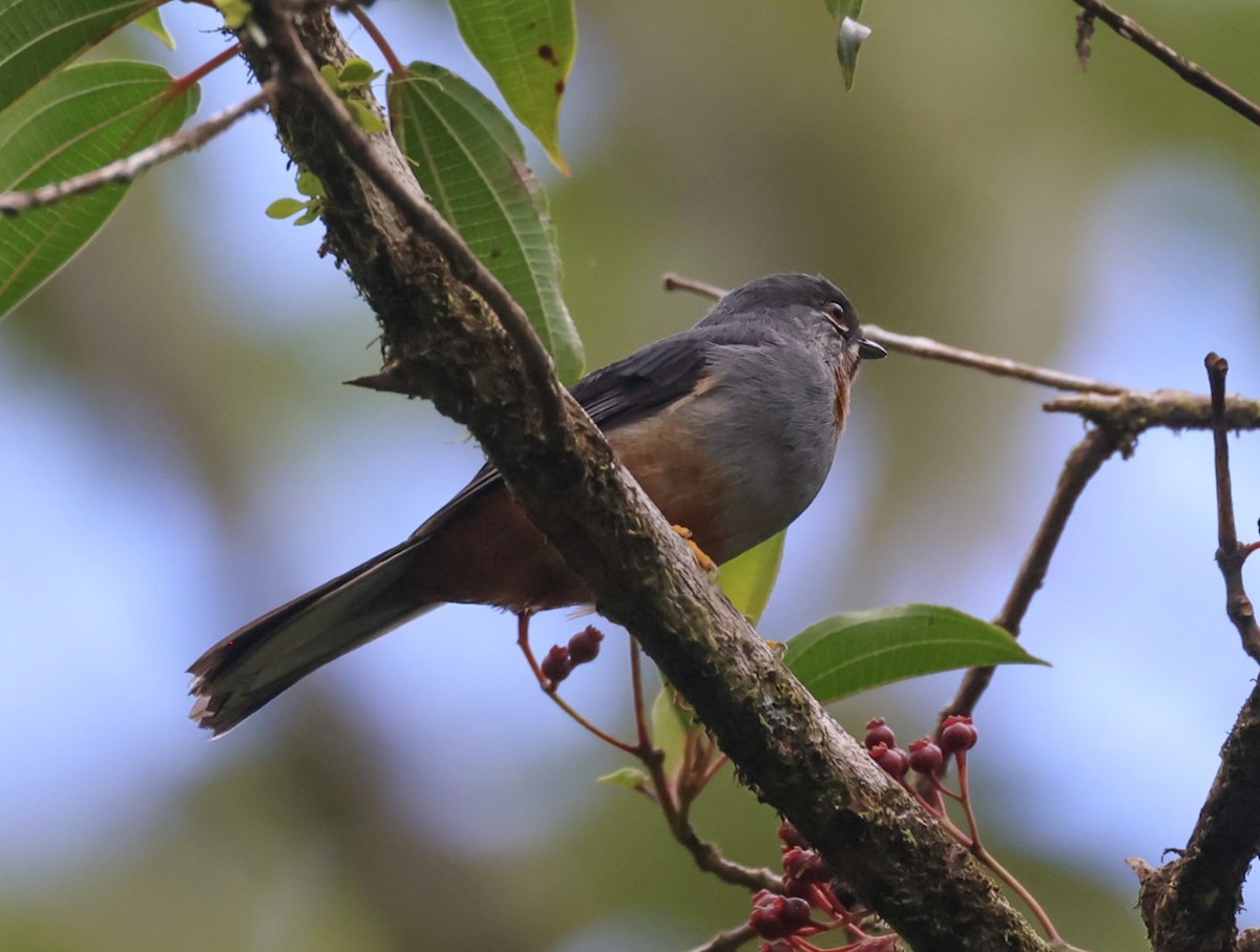 Rufous-throated Solitaire - Pam Rasmussen