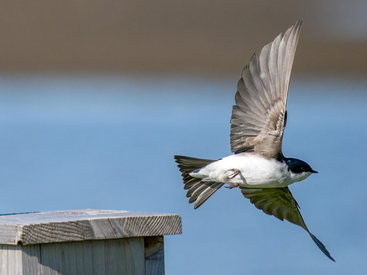 Tree Swallow - Cin-Ty Lee