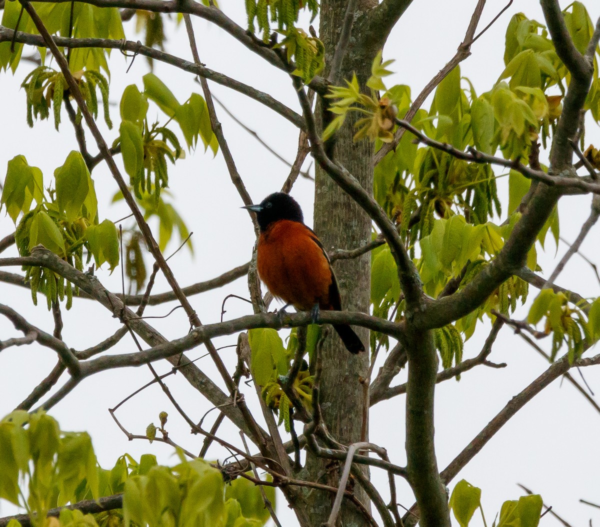 Orchard Oriole - ML619247444