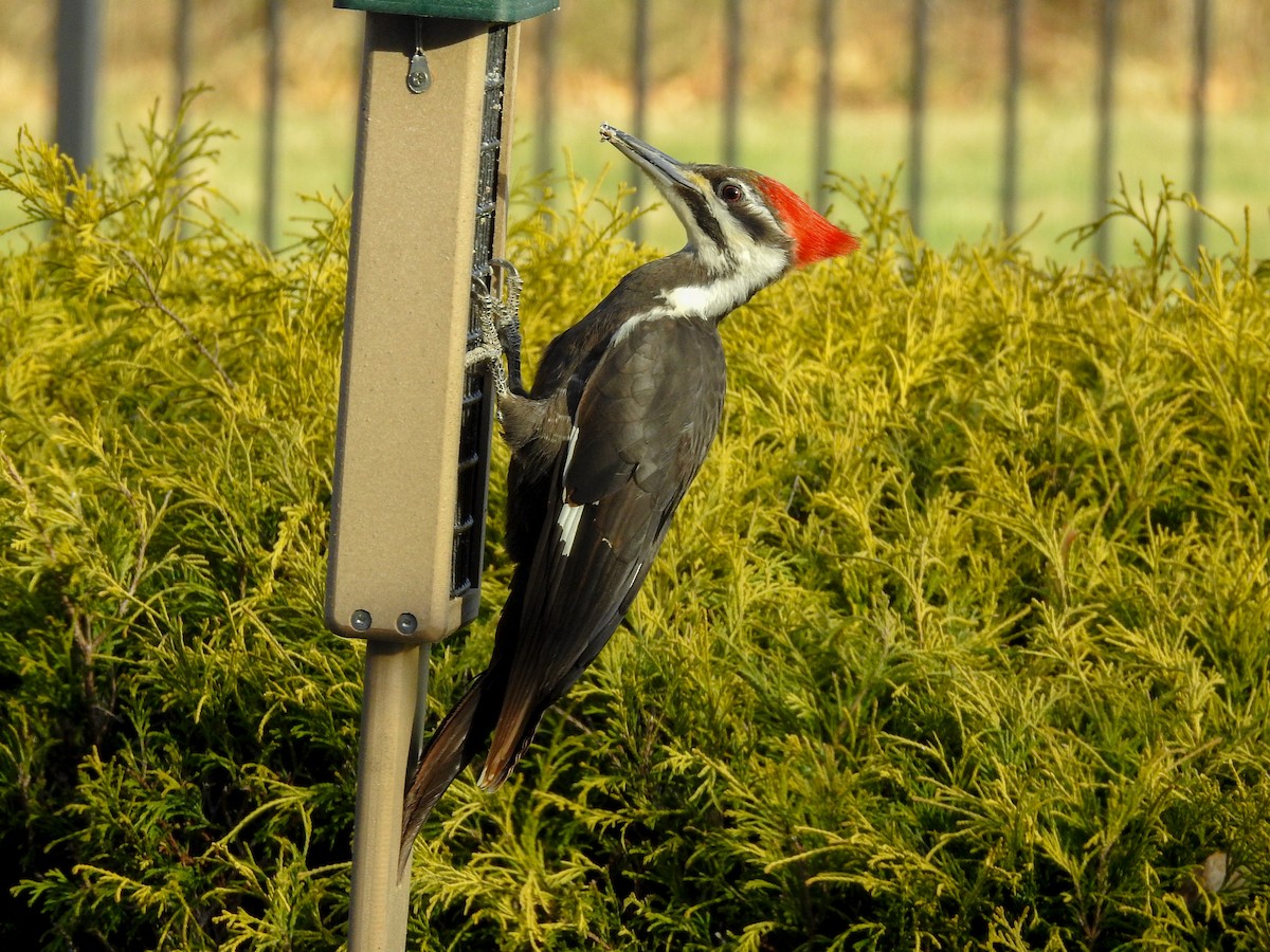Pileated Woodpecker - ML619247445