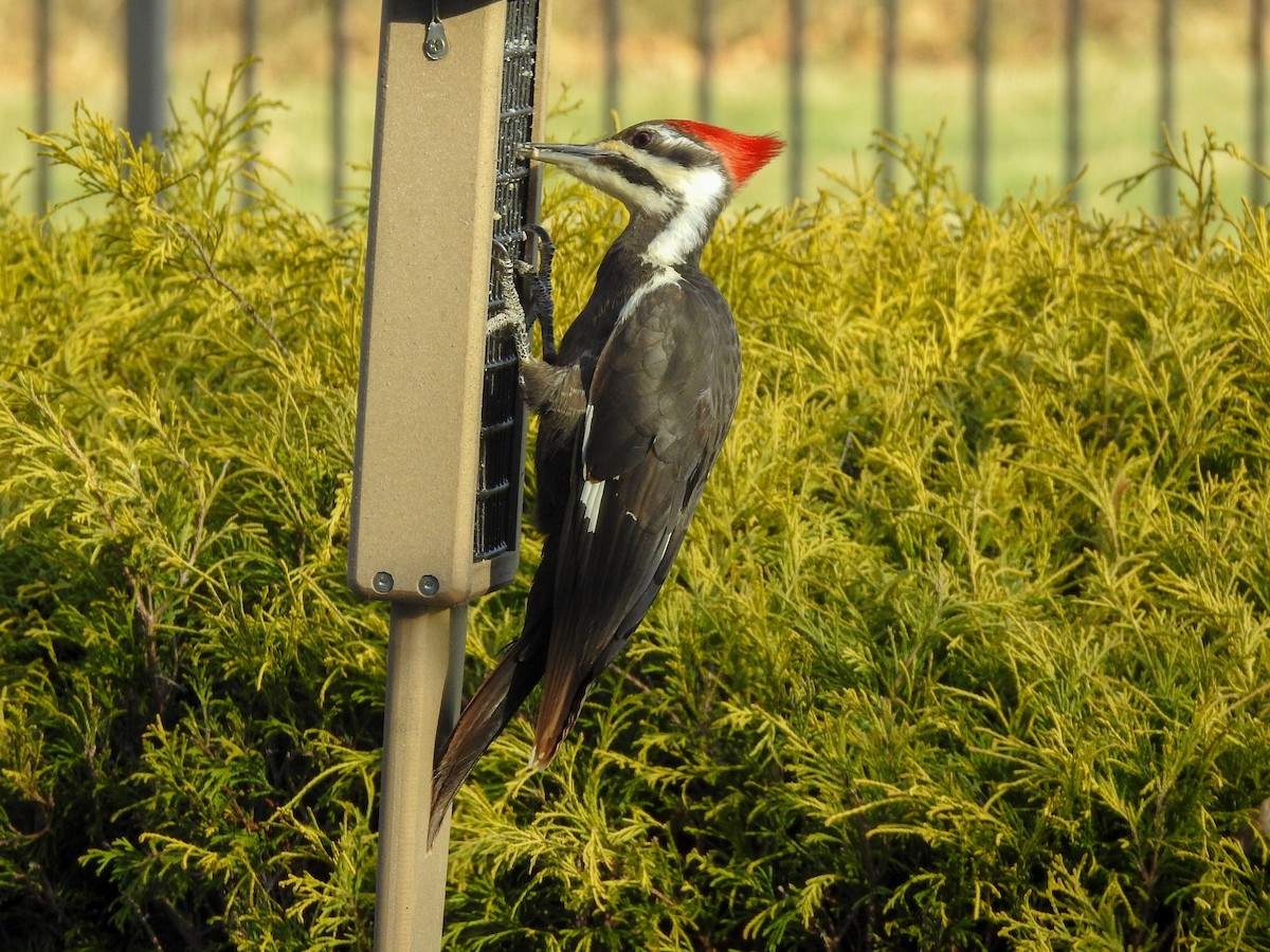 Pileated Woodpecker - ML619247446