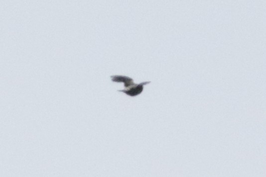 bobolink americký - ML619247454