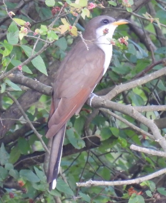 Yellow-billed Cuckoo - ML619247469