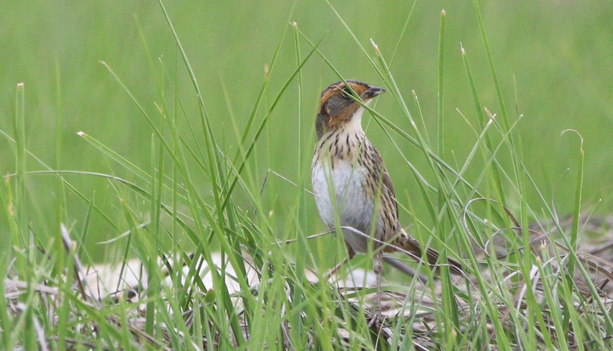 Saltmarsh Sparrow - MA 2