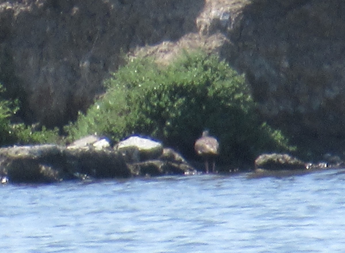 Black Oystercatcher - ML619247490