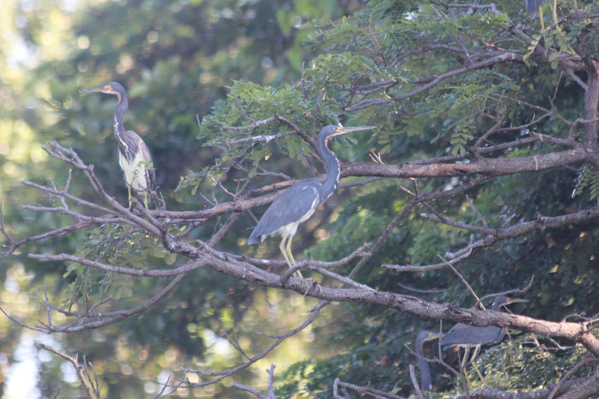 Tricolored Heron - ML619247496