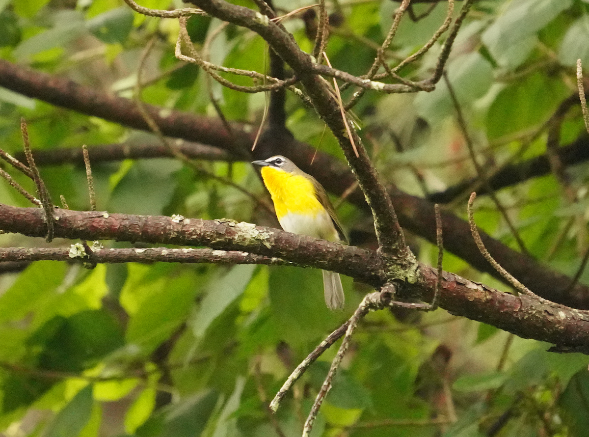 Yellow-breasted Chat - Aaron T