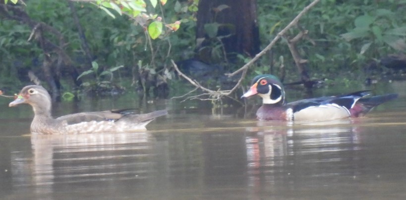 Canard branchu - ML619247499