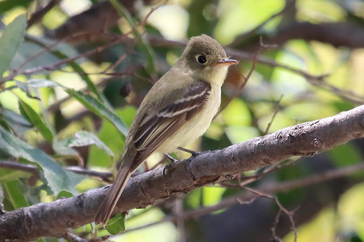 Western Flycatcher - Howard Freshman