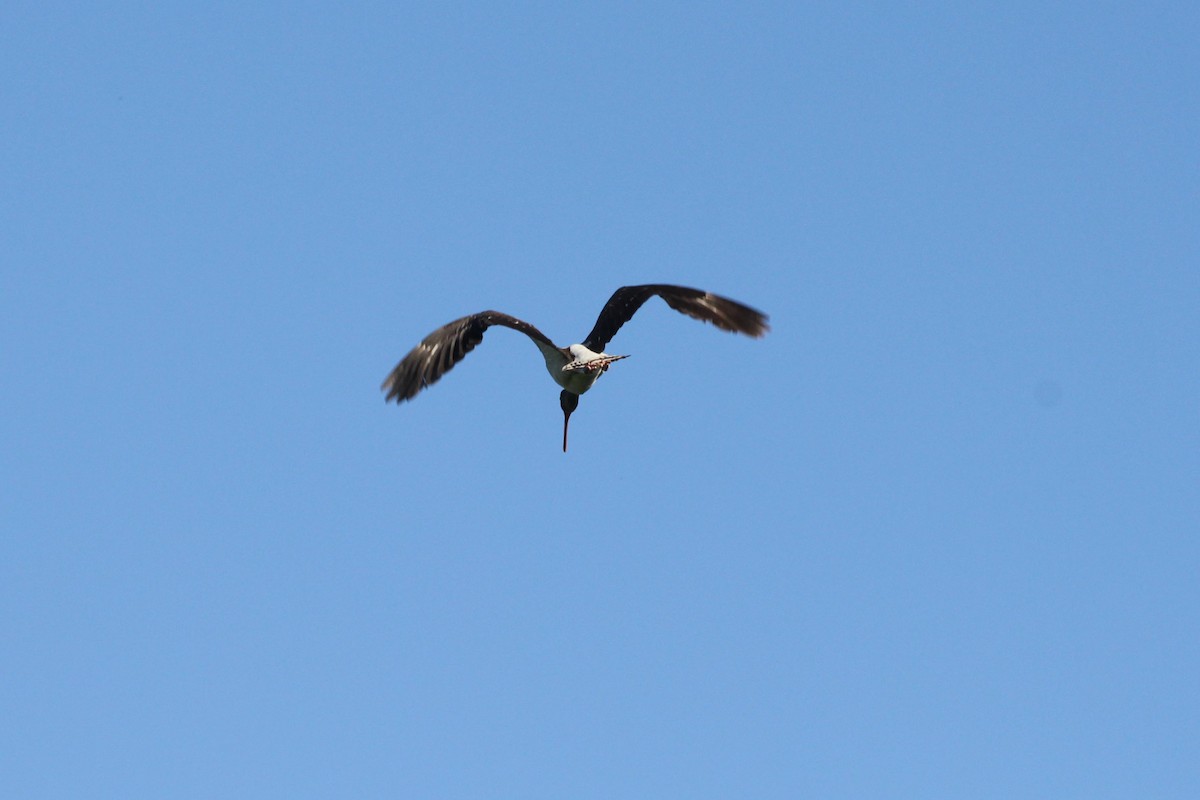 Wood Stork - dan davis