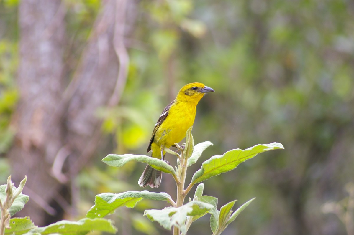 Flame-colored Tanager - Justin Rasmussen