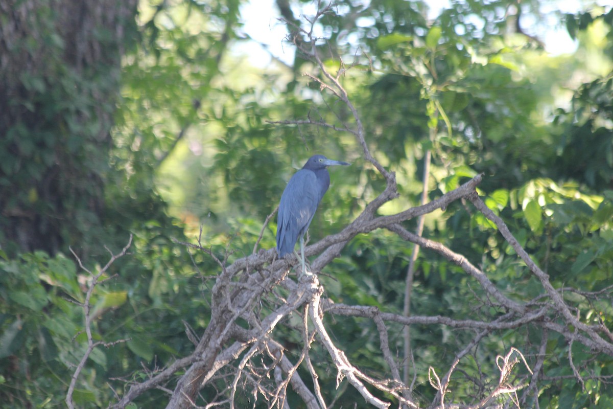 Little Blue Heron - dan davis