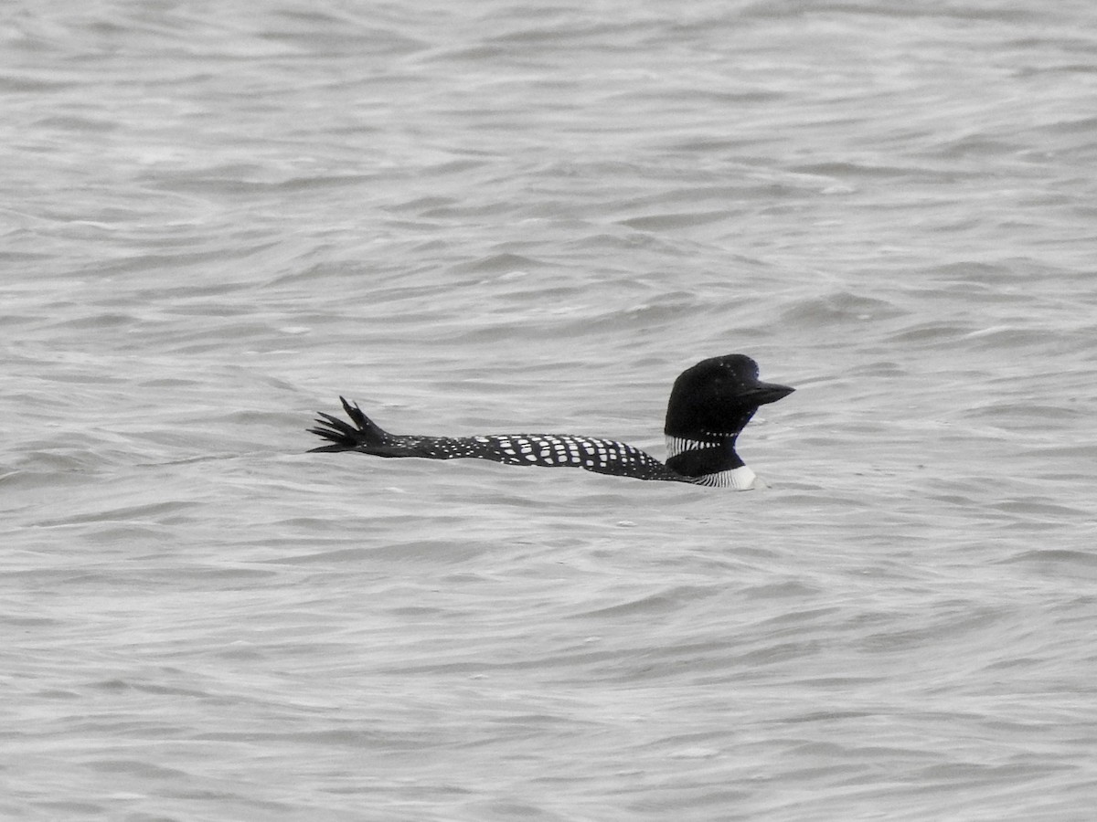 Common Loon - ML619247530