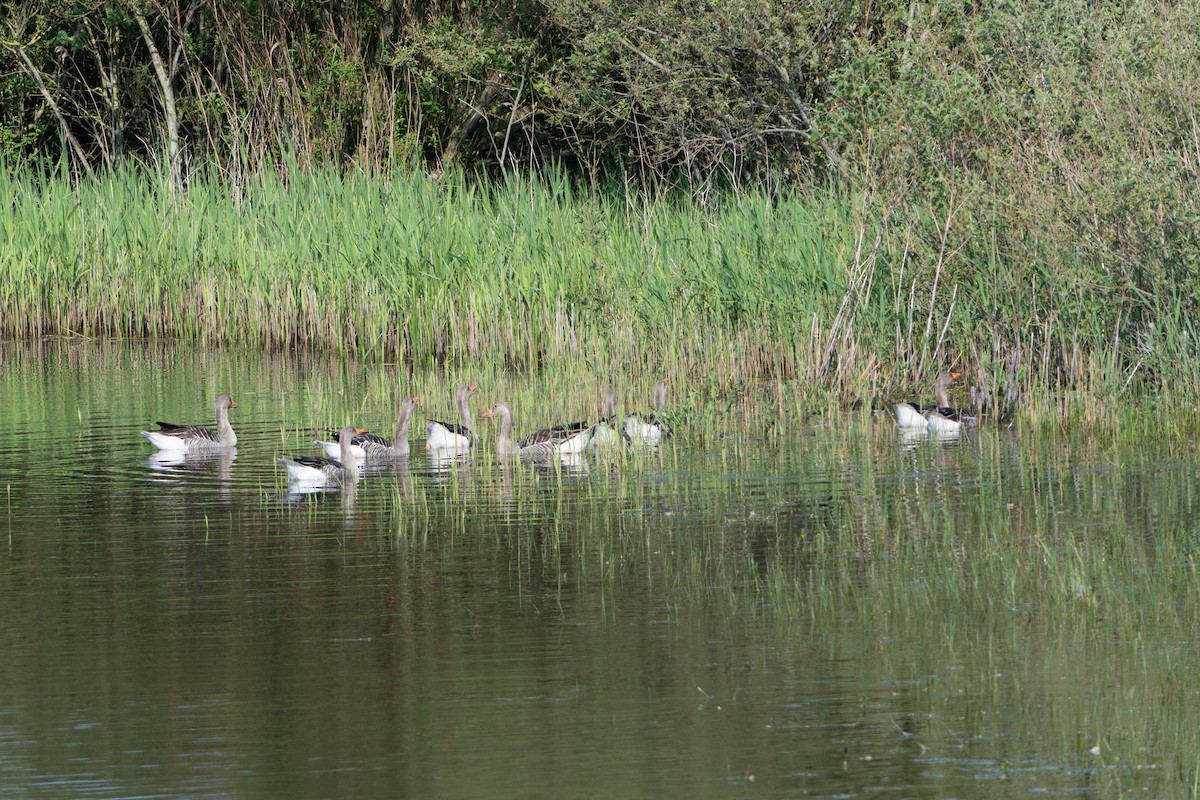 Graylag Goose - Guido Van den Troost