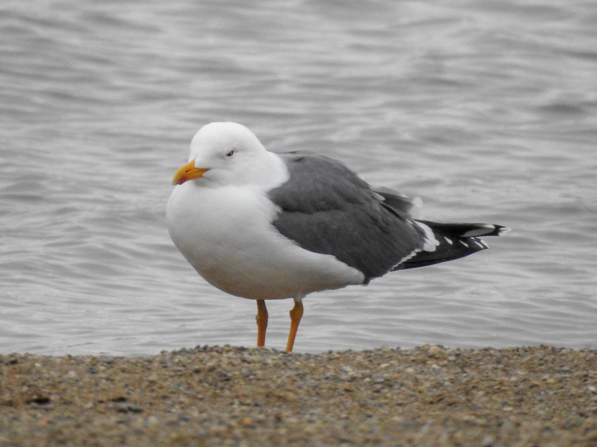 Gaviota Sombría - ML619247535