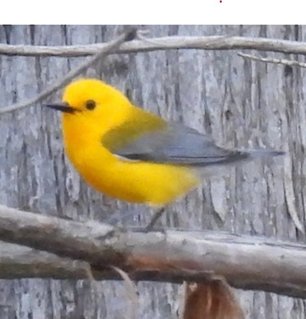 Prothonotary Warbler - ML619247542