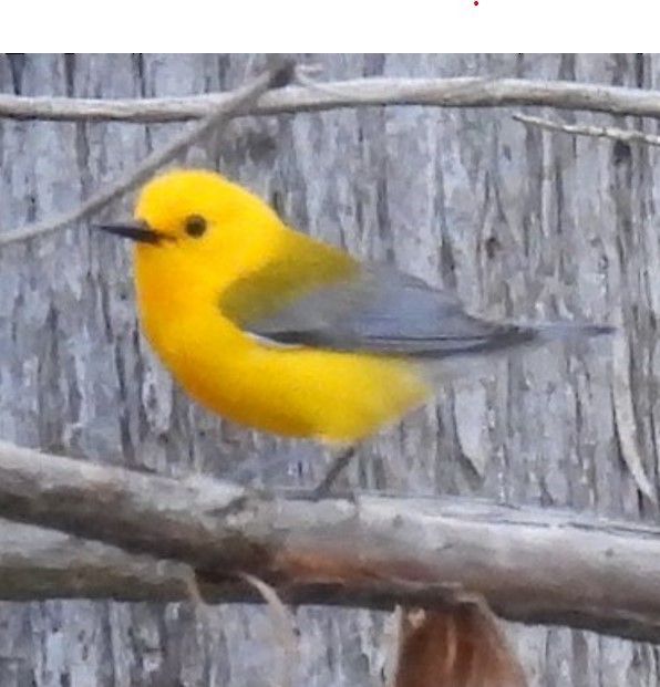 Prothonotary Warbler - Bobby Ingram