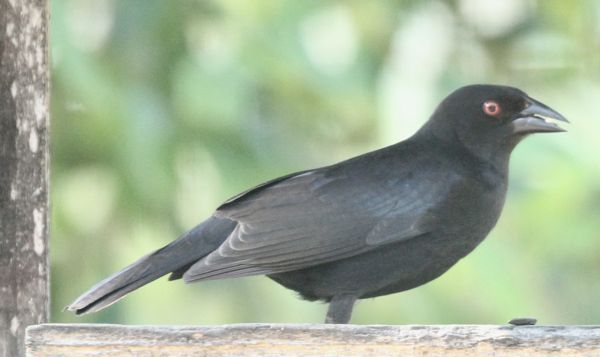 Bronzed Cowbird - William Matthews