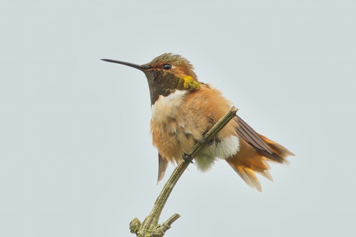 Allen's Hummingbird - David Webster