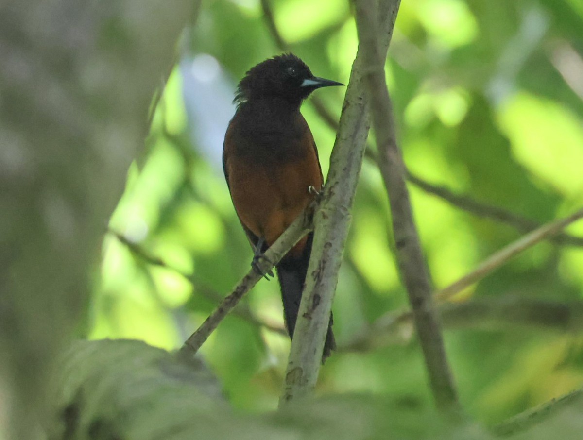 Martinique Oriole - Pam Rasmussen