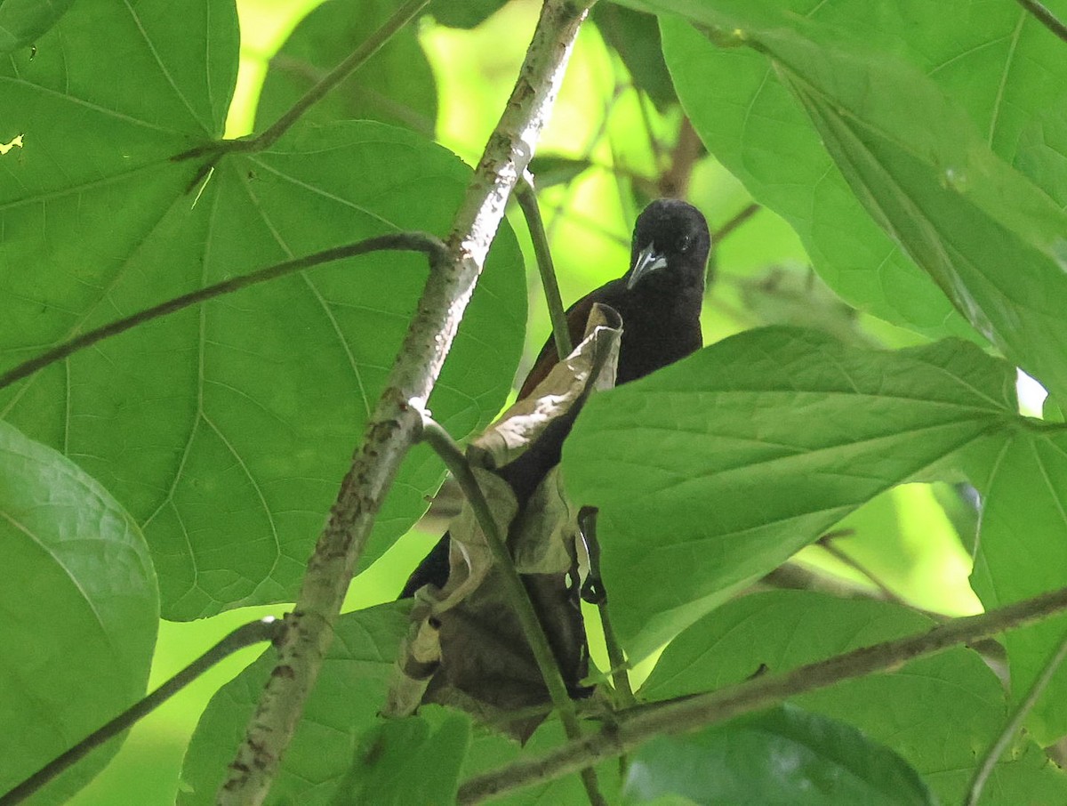 Martinique Oriole - Pam Rasmussen