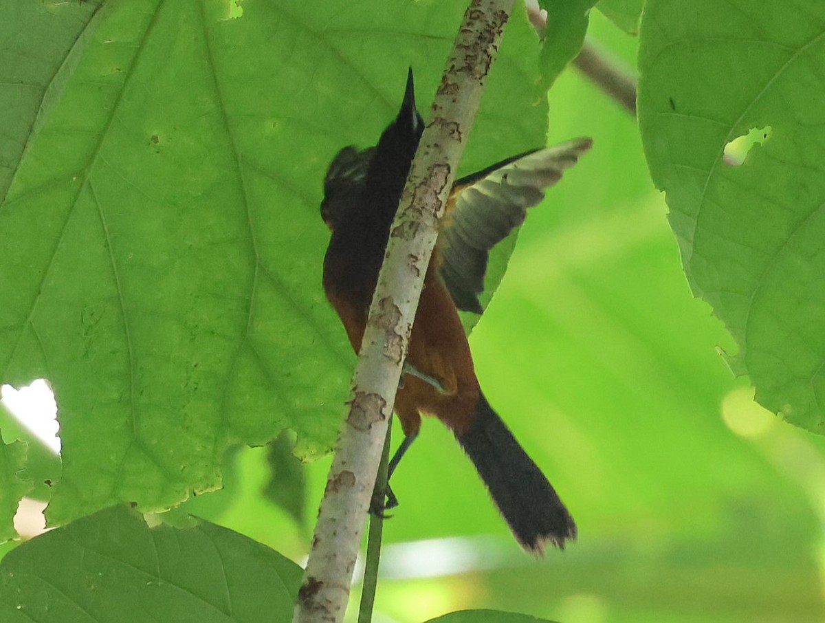 Martinique Oriole - ML619247562