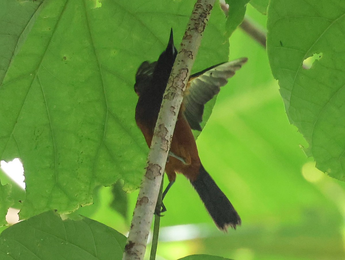 Martinique Oriole - Pam Rasmussen