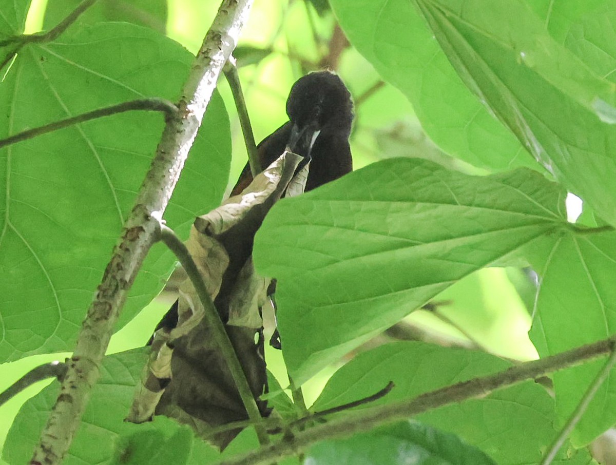 Martinique Oriole - Pam Rasmussen