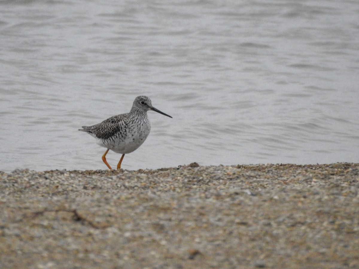 Greater Yellowlegs - ML619247569