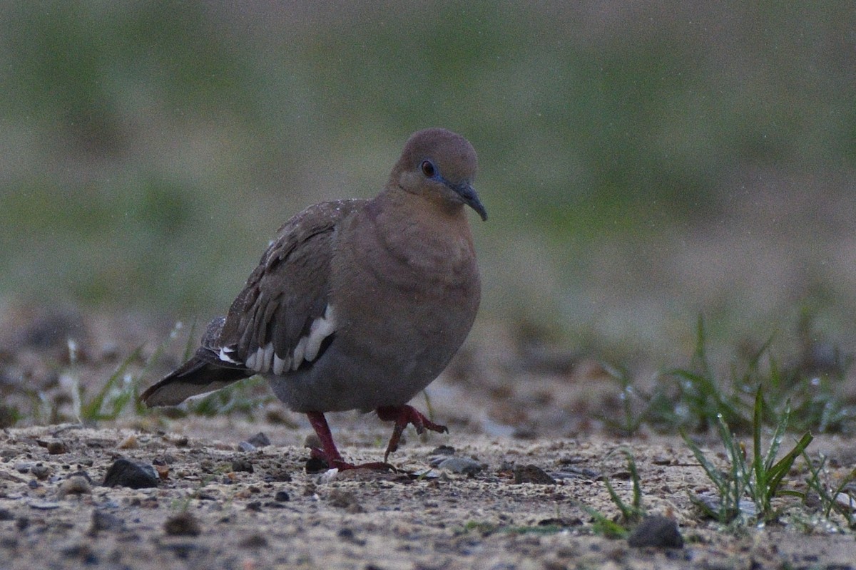 White-winged Dove - Megan Gray