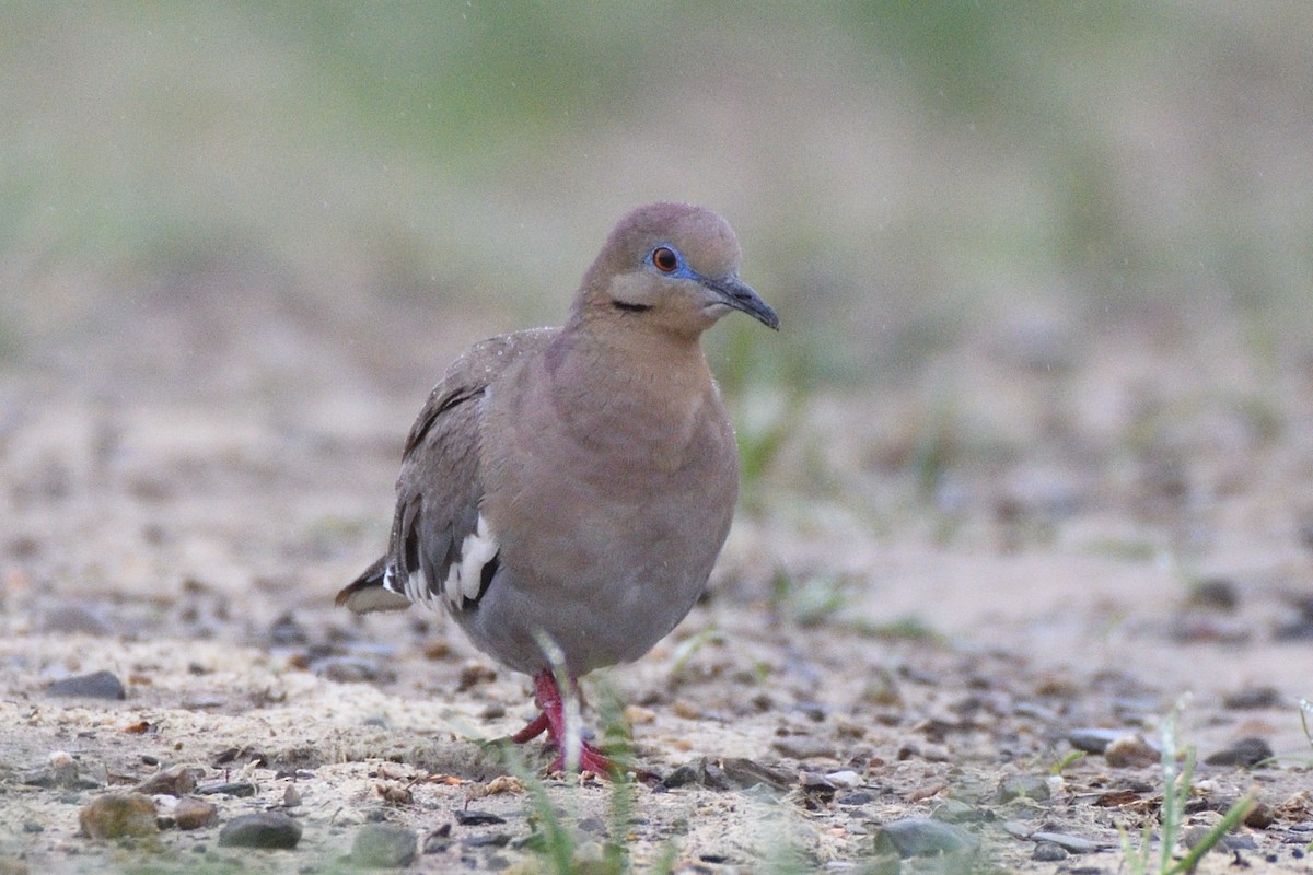 White-winged Dove - Megan Gray