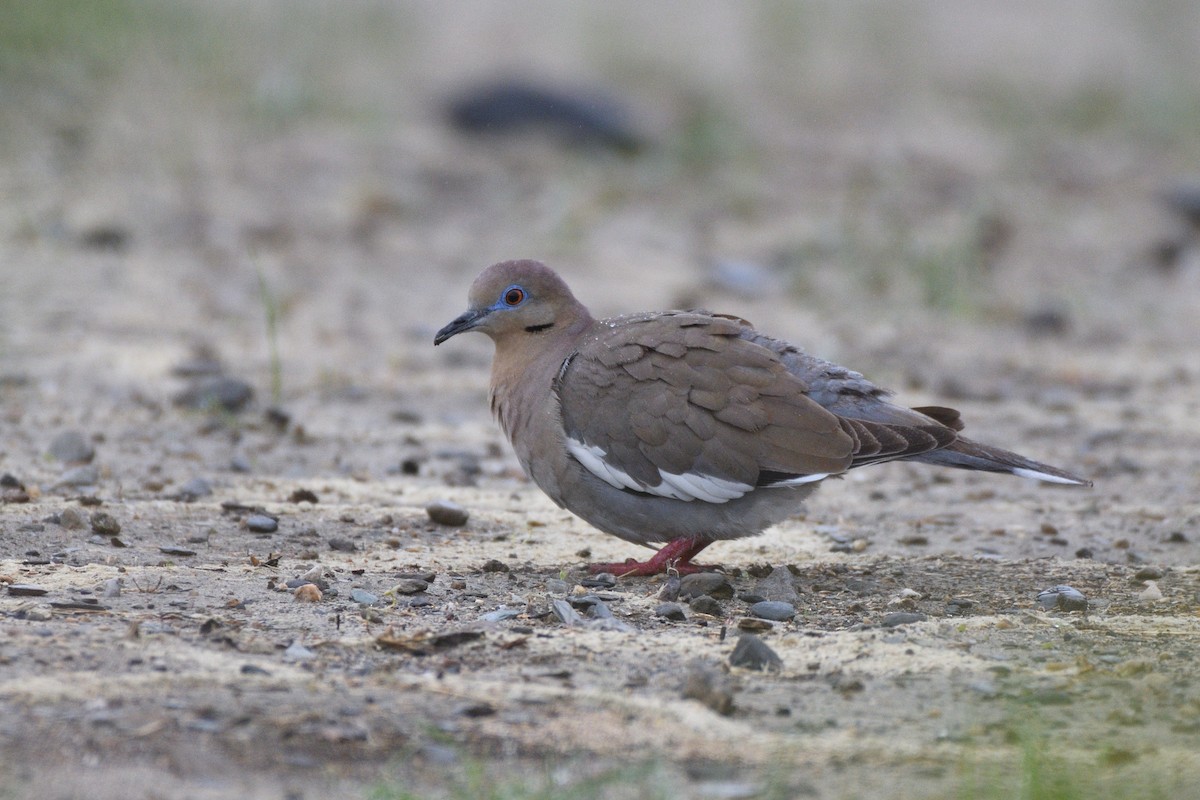 White-winged Dove - Megan Gray