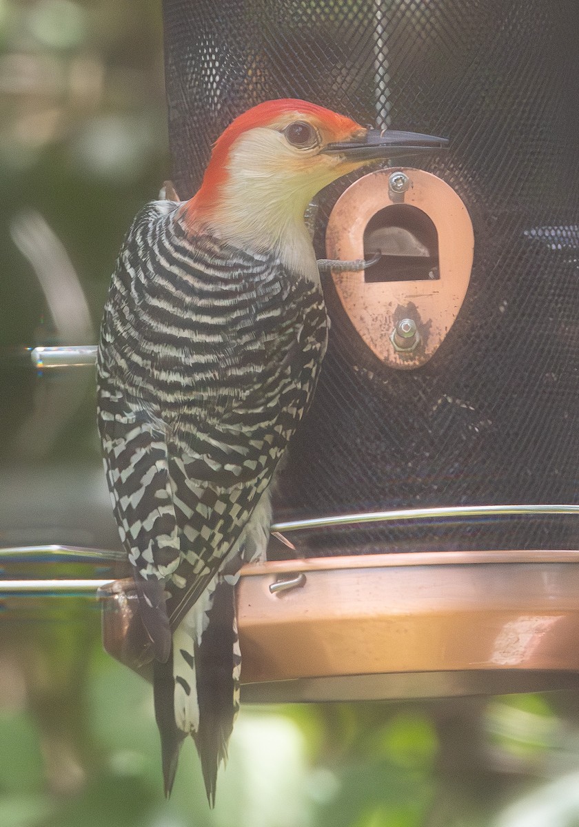 Red-bellied Woodpecker - Andrew Zaleiski