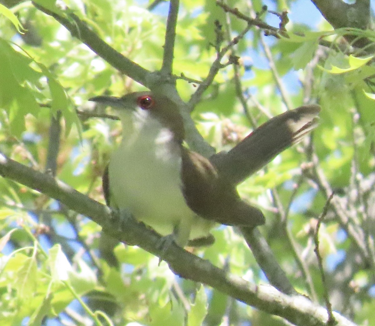 Black-billed Cuckoo - ML619247590