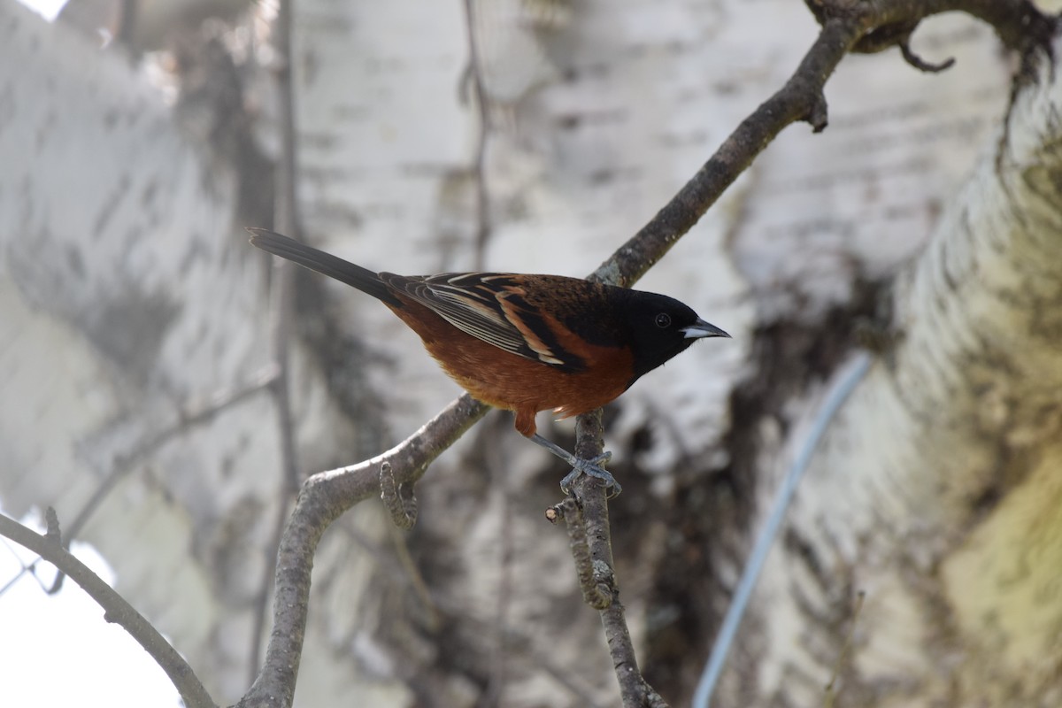 Orchard Oriole - Pete Fehr