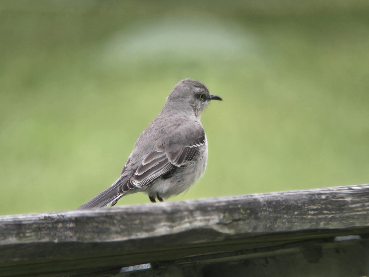 Northern Mockingbird - Donald Pendleton