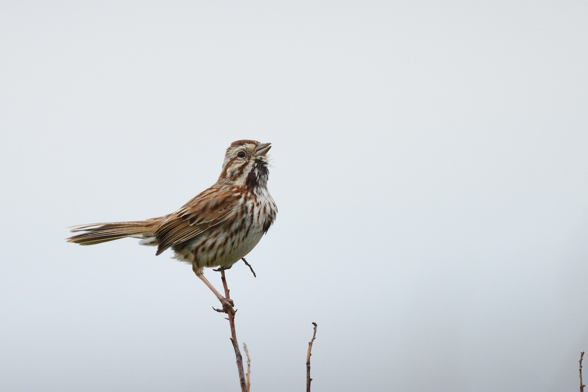 Song Sparrow (melodia/atlantica) - Megan Gray