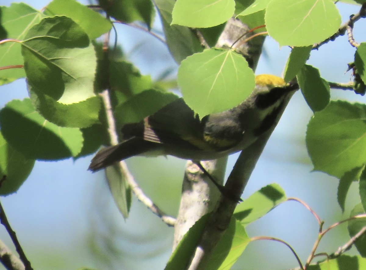 Golden-winged Warbler - ML619247605