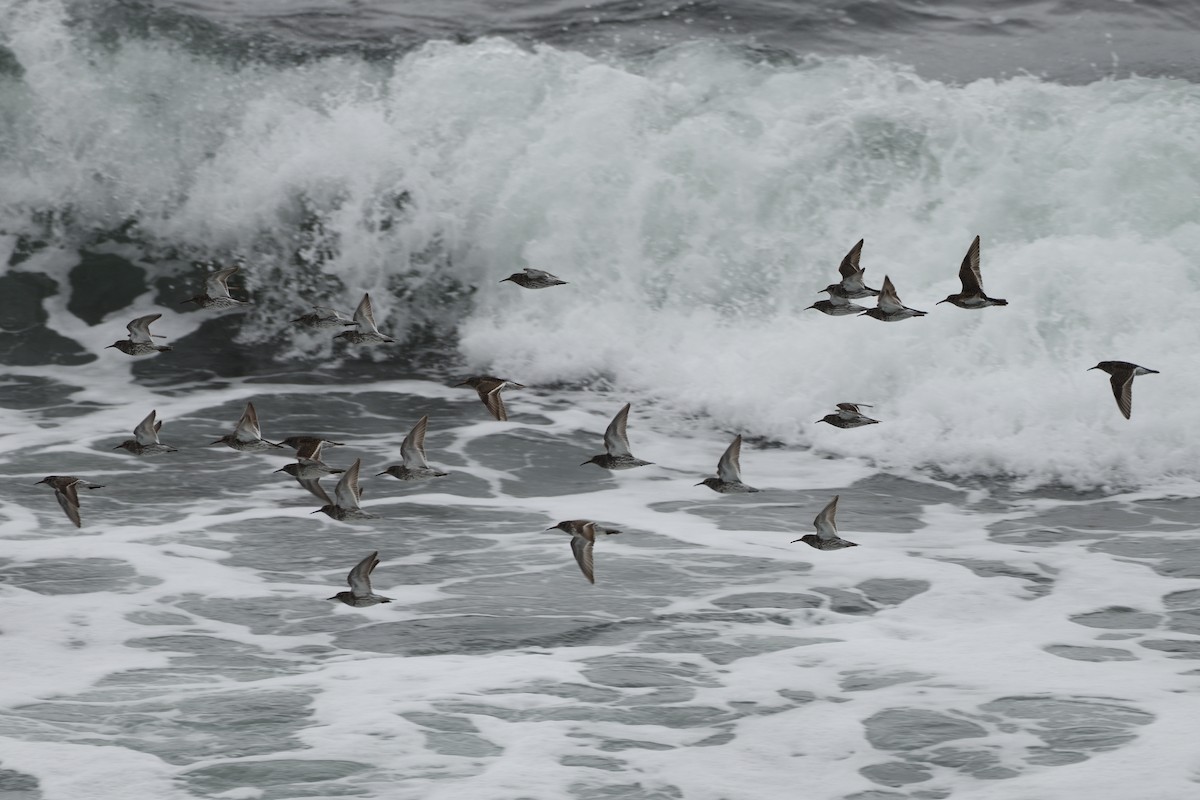 Purple Sandpiper - Megan Gray