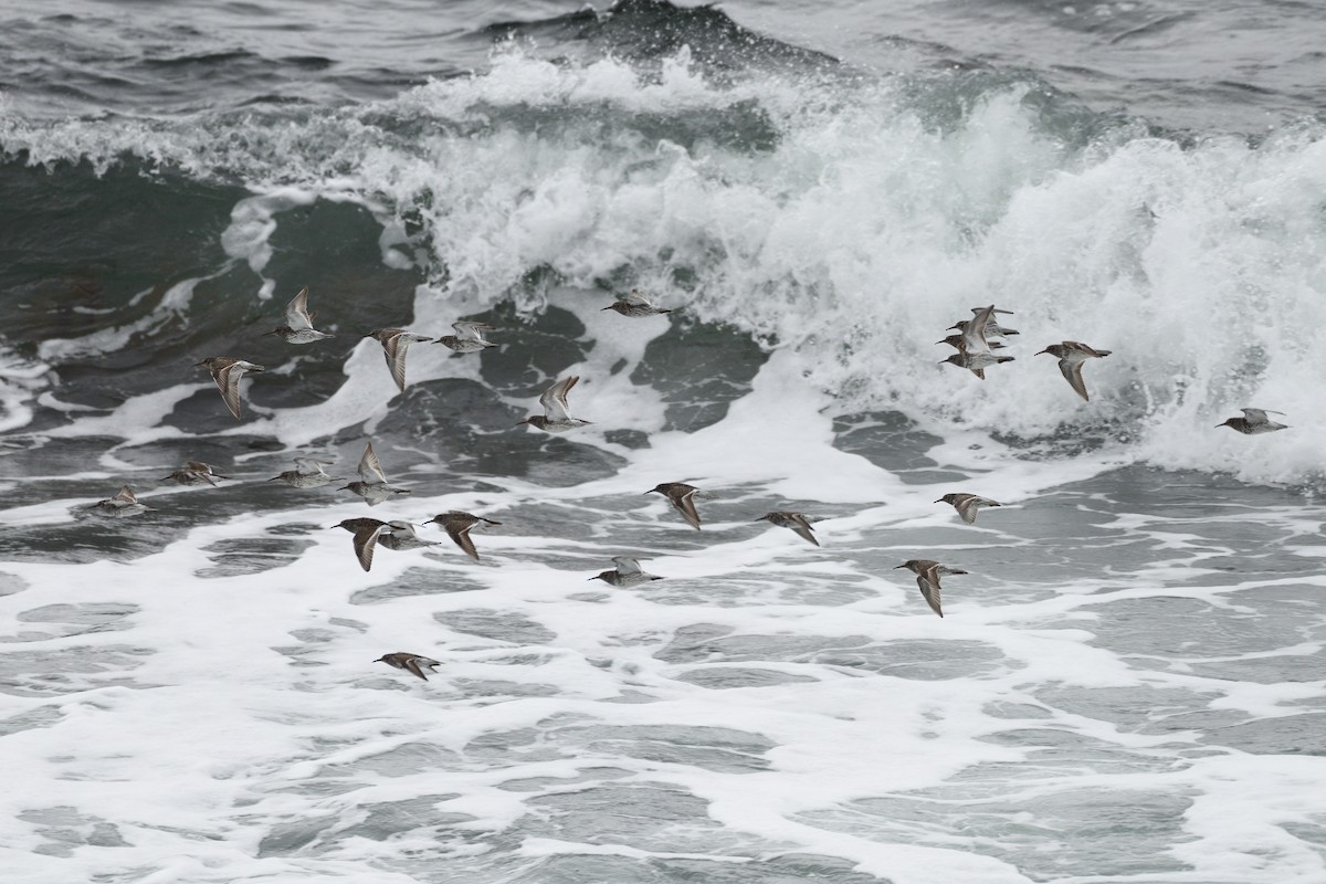 Purple Sandpiper - Megan Gray