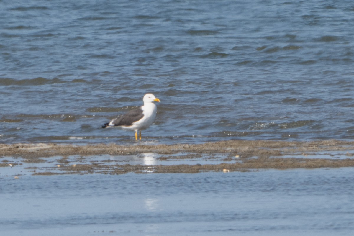 Lesser Black-backed Gull - Guido Van den Troost