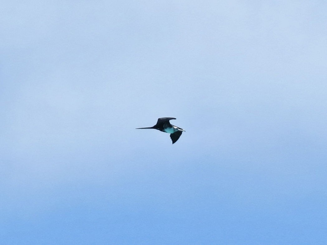 Magnificent Frigatebird - ML619247641