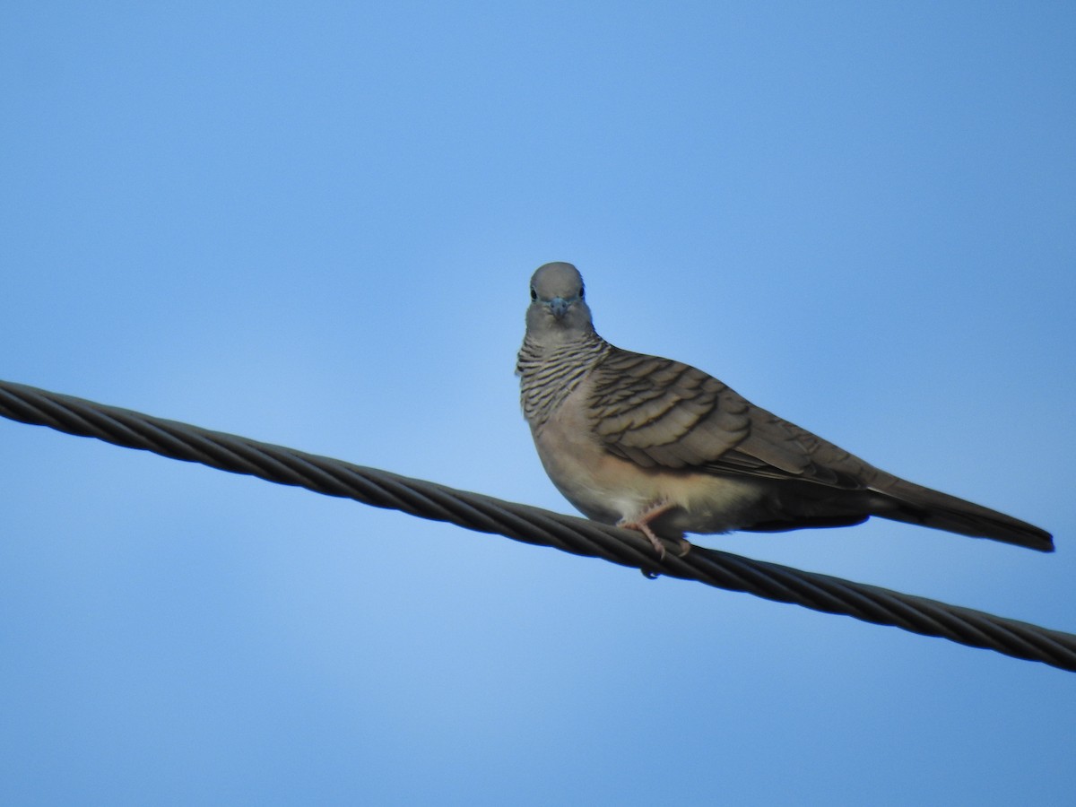 Peaceful Dove - Monica Mesch