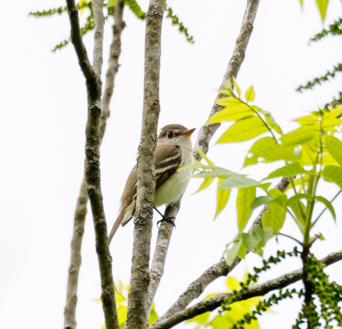 Least Flycatcher - ML619247652