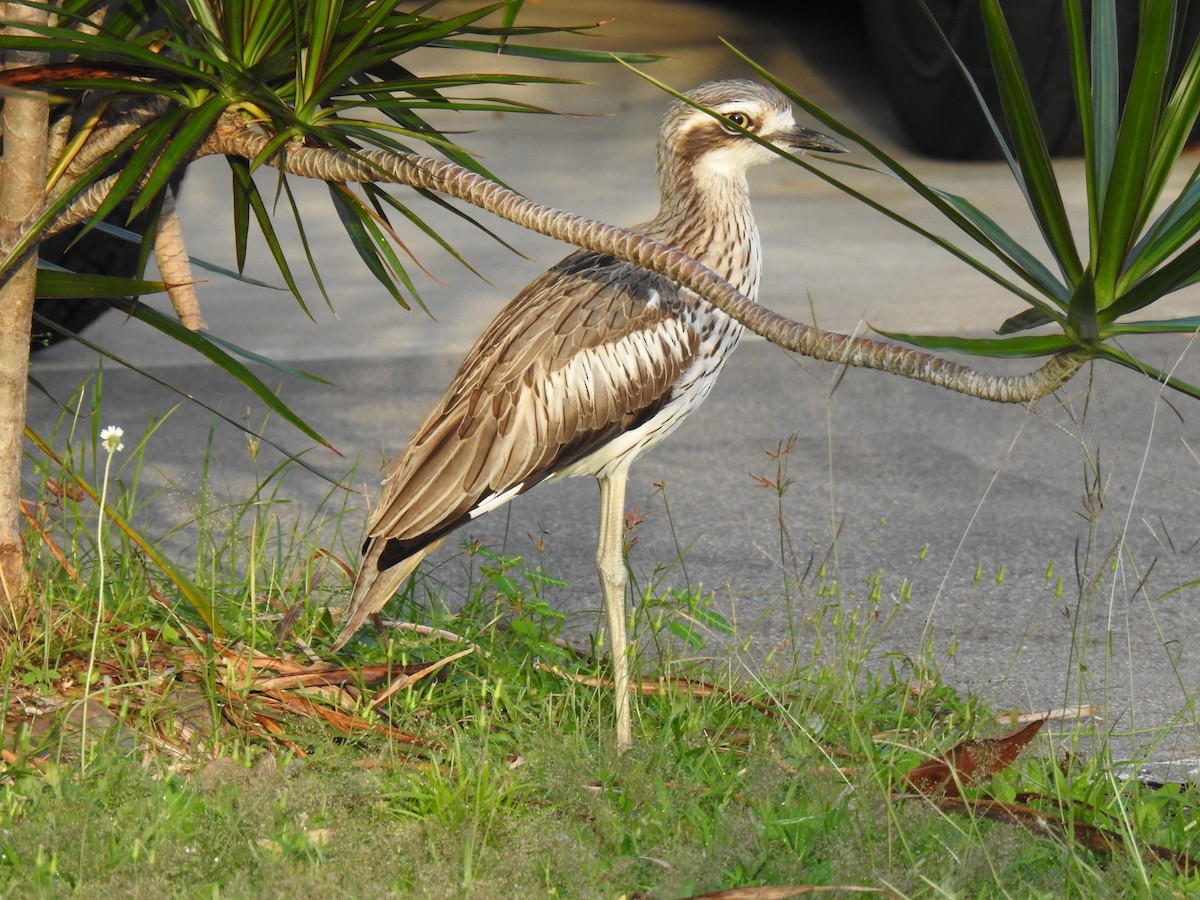 Bush Thick-knee - Monica Mesch